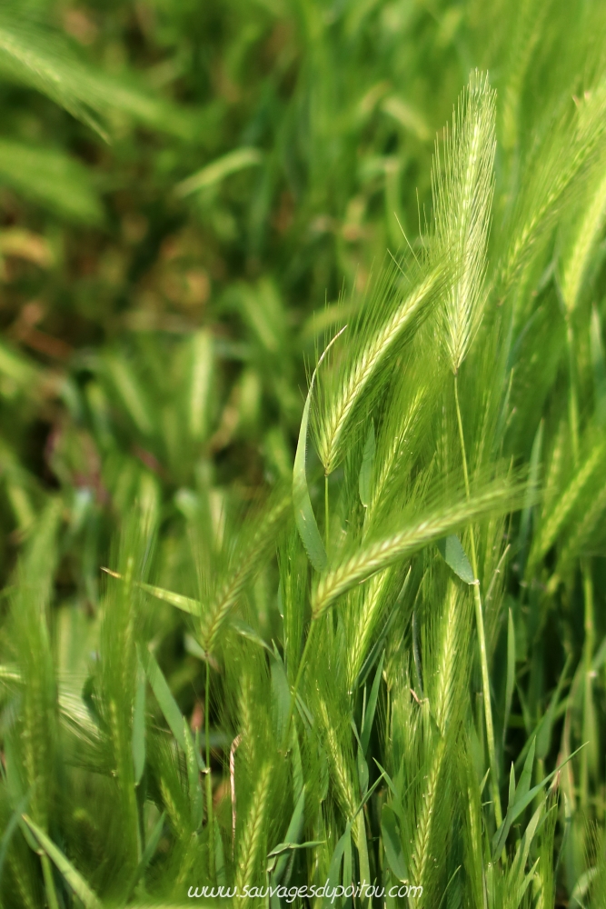 Hordeum murinum, Orge Queue-de-rat,