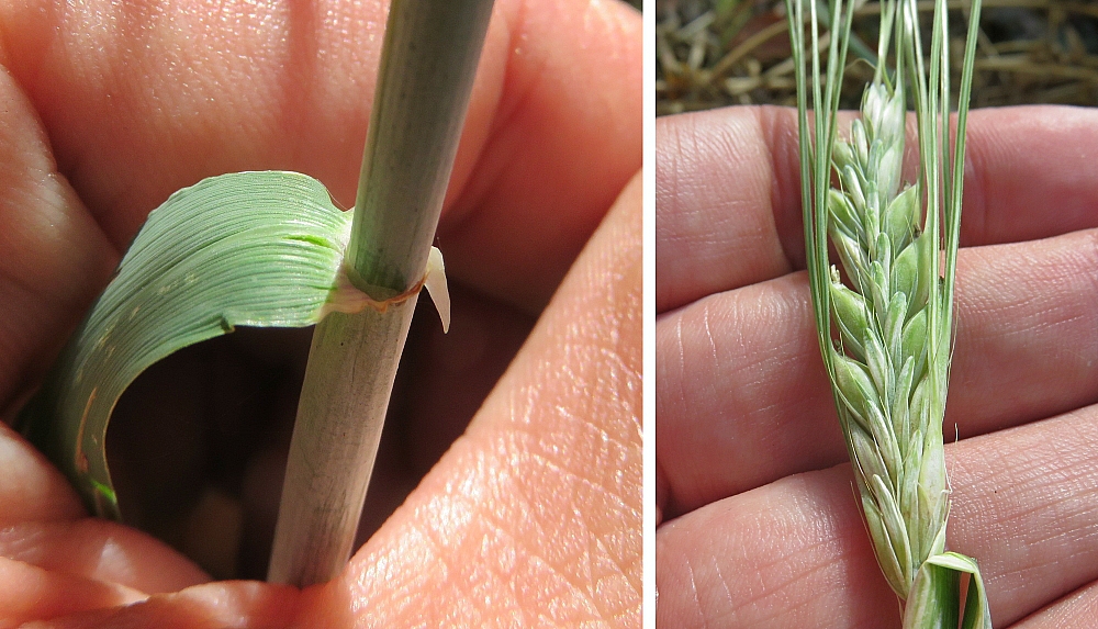 Hordeum vulgare subsp. distichon, Orge à deux rangs, Poitiers Chilvert