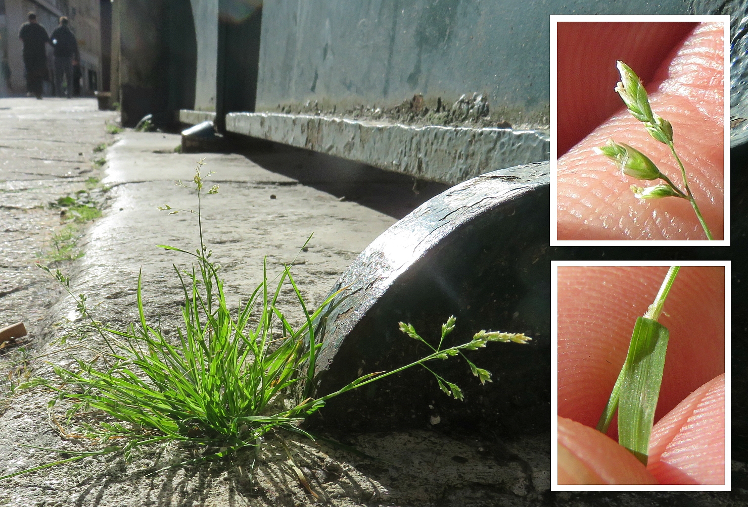 Poa annua, Pâturin annuel, Poitiers centre ville