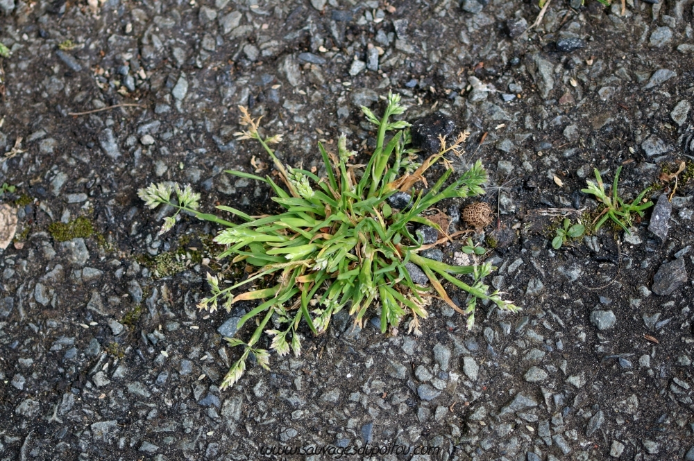 Poa annua, Pâturin annuel, Poitier centre ville