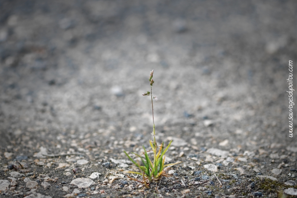 Poa annua, Pâturin annuel, Poitiers bords de Boivre