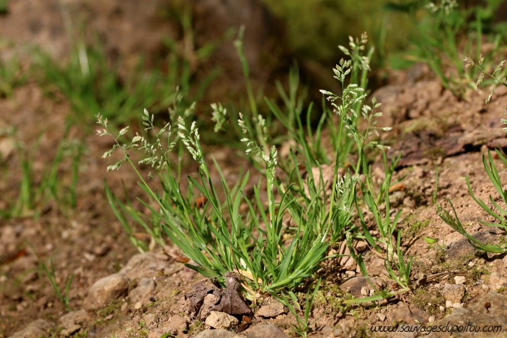 Poa annua, Pâturin annuel, Poitier bords de Boivre