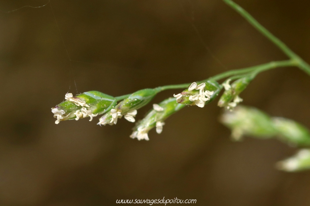 Poa annua, Pâturin annuel, Poitier quartier Chilvert