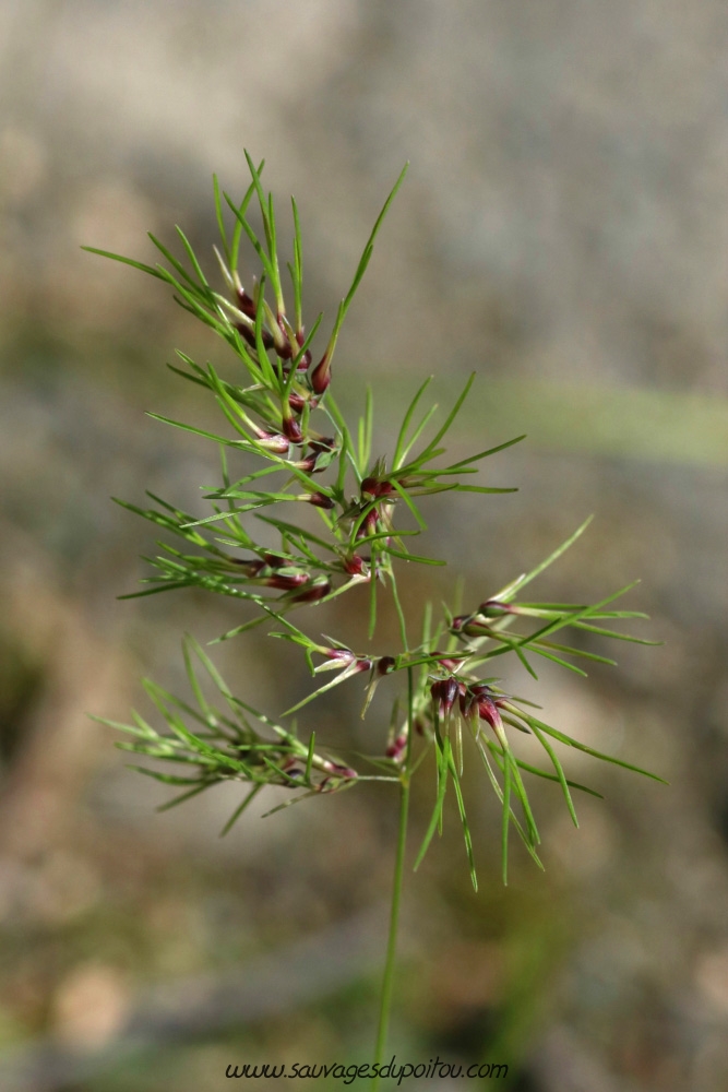 Poa bulbosa var. vivipara, Pâturin bulbeux, Poitiers porte de Paris