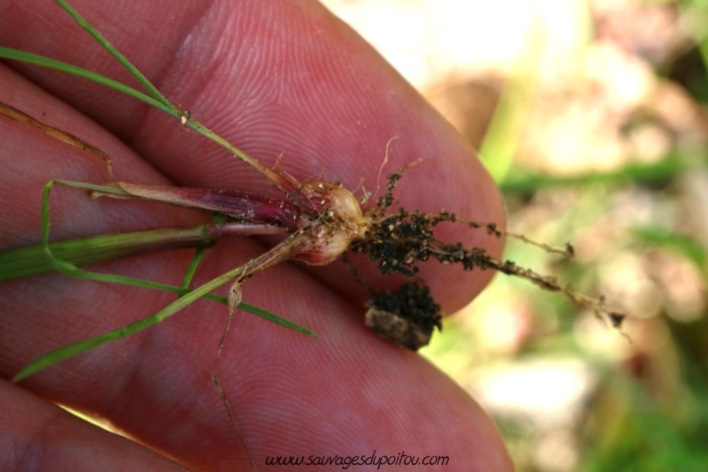 Poa bulbosa, Pâturin bulbeux, Poitiers porte de Paris