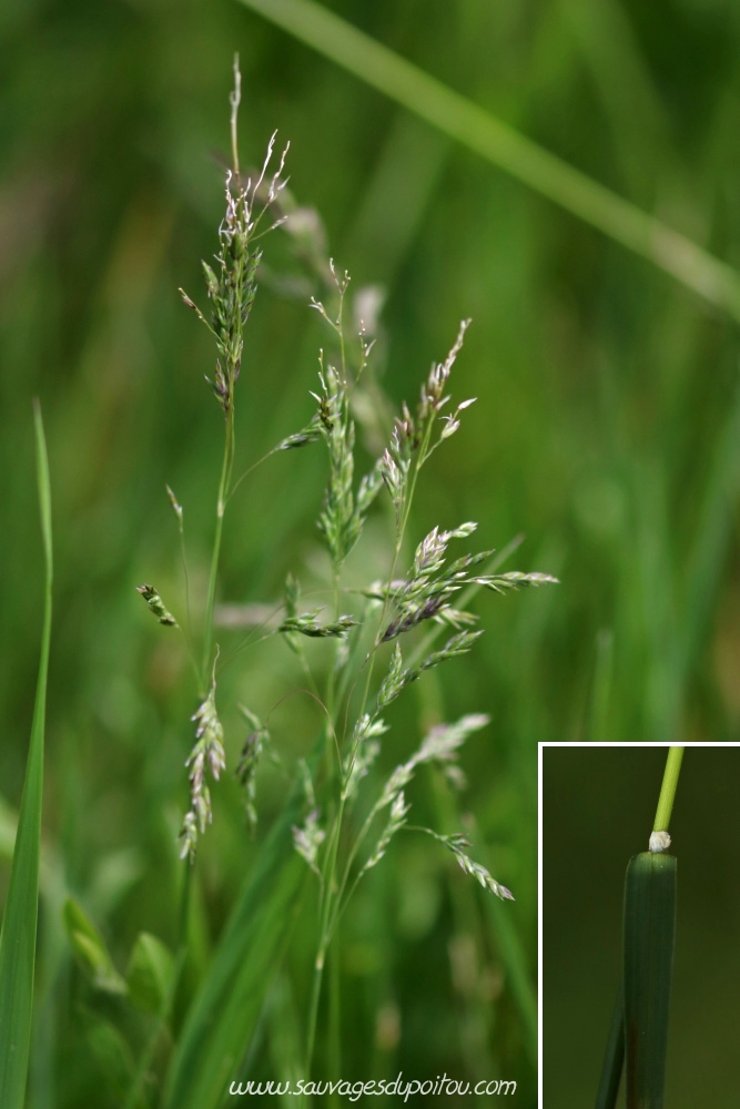 Poa pratensis, Pâturin des champs, Vouneuil-sous-Biard