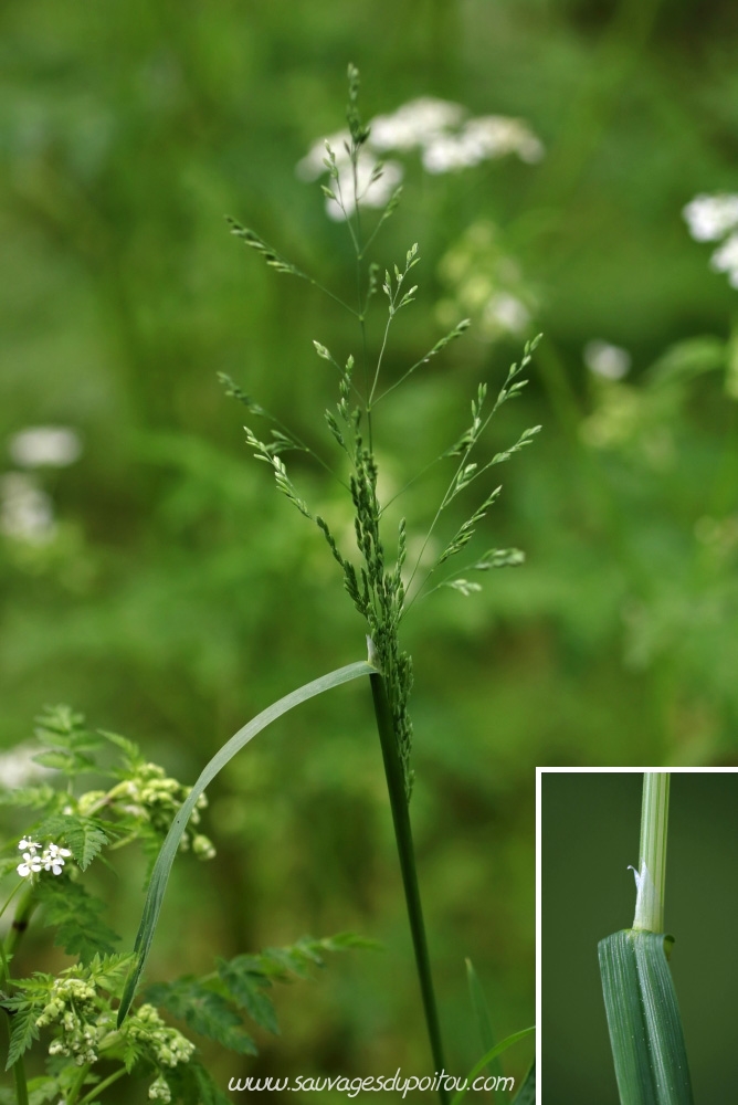Poa trivialis, Pâturin commun, Poitiers bords de Boivre