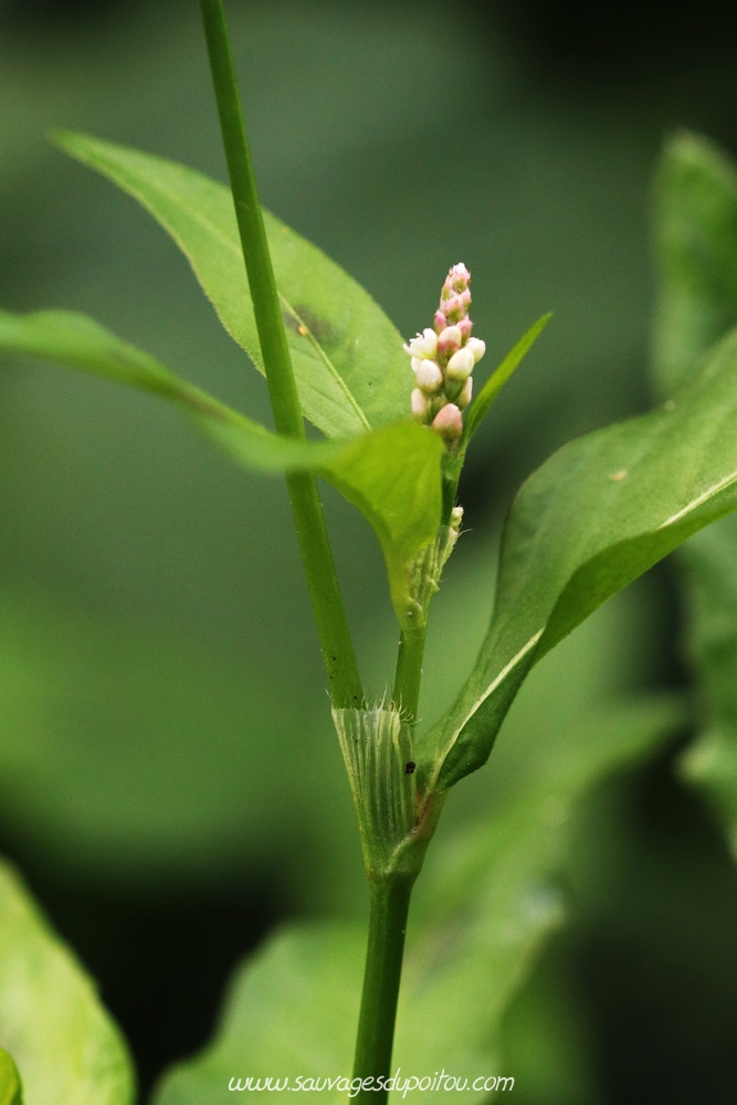 Persicaria maculosa, Renouée Persicaire, Poitiers