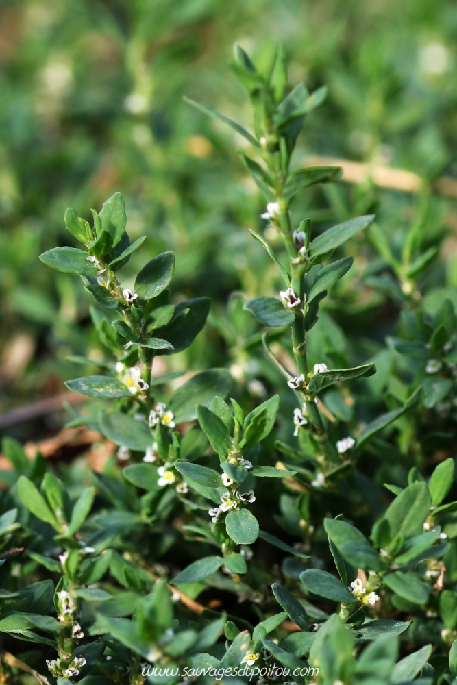 Polygonum aviculare, Renouée des oiseaux, Poitiers quartier gare