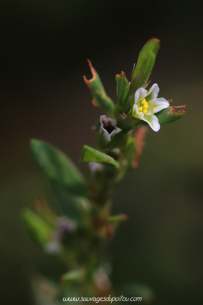 Polygonum aviculare, Renouée des oiseaux, Poitiers Chilvert