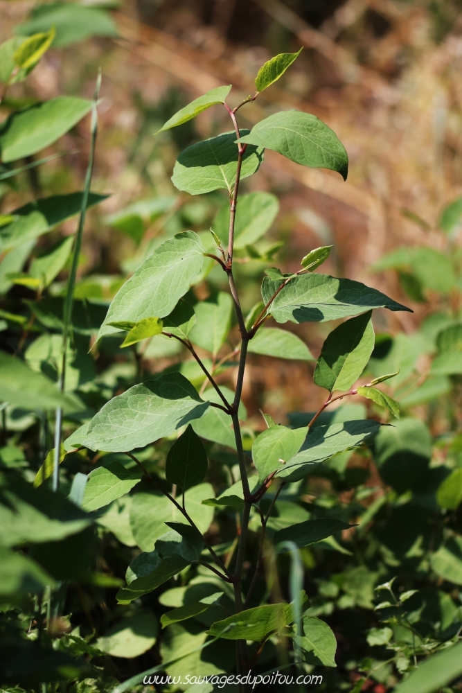 Reynoutria japonica, Renouée du Japon, Poitiers quartier Chilvert