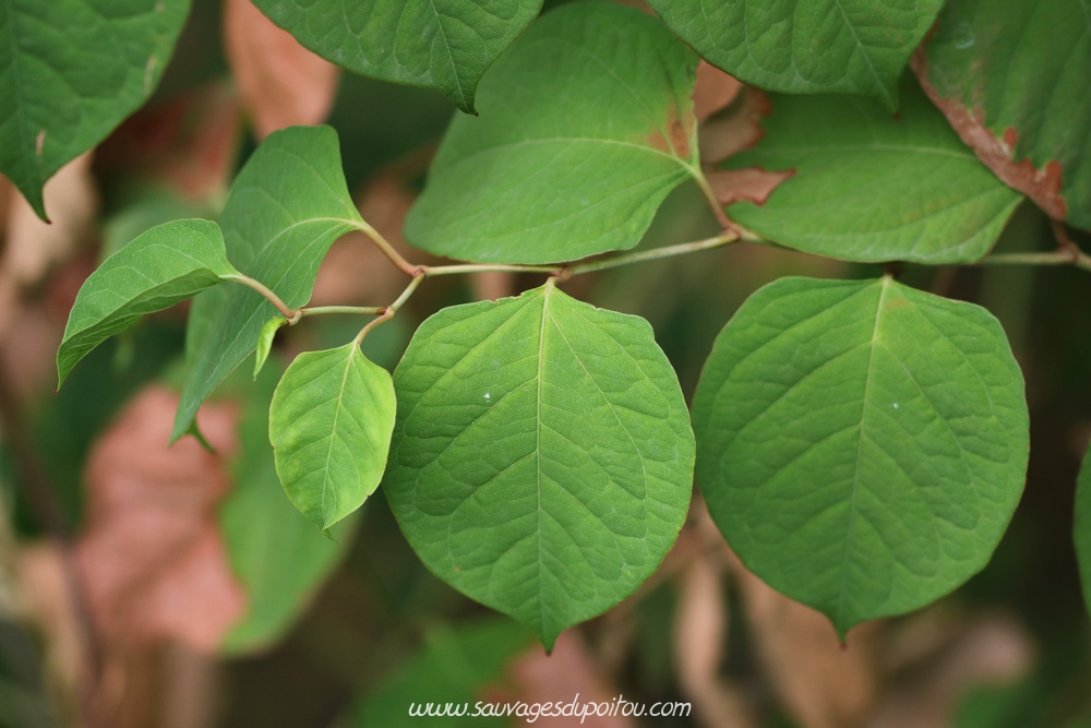 Reynoutria japonica, Renouée du Japon, Poitiers quartier gare