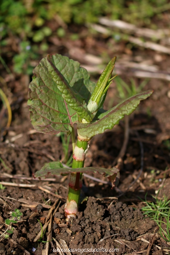 Reynoutria sp, Poitiers Chilvert