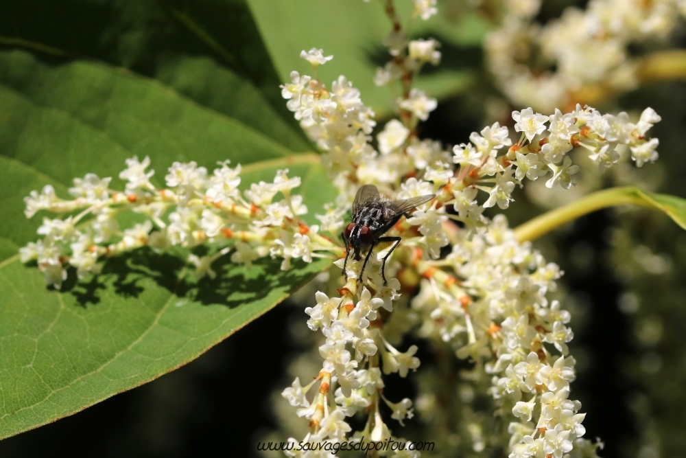 Reynoutria japonica, Renouée du Japon, Poitiers bord de Clain