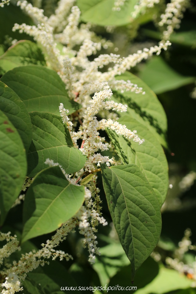 Reynoutria japonica, Renouée du Japon, Poitiers bord de Clain