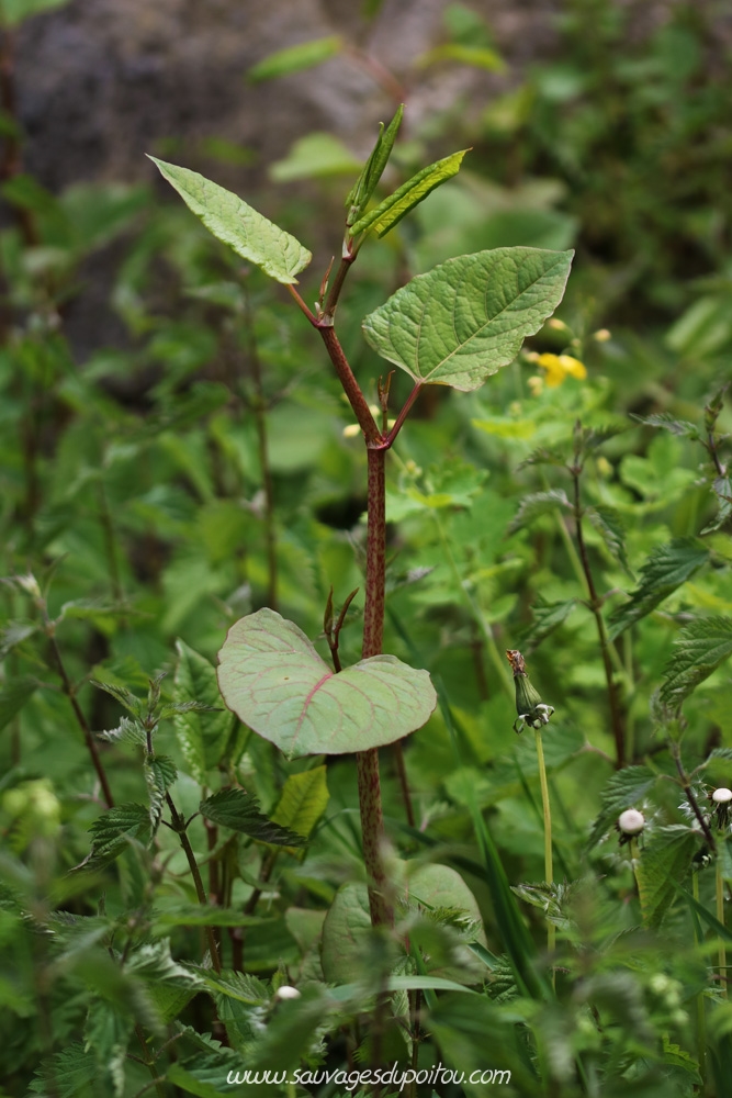 Reynoutria japonica, Renouée du Japon, Poitiers quartier Chilvert