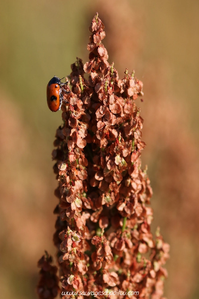 Rumex acetosa, Oseille des prés, Poitiers quartier gare