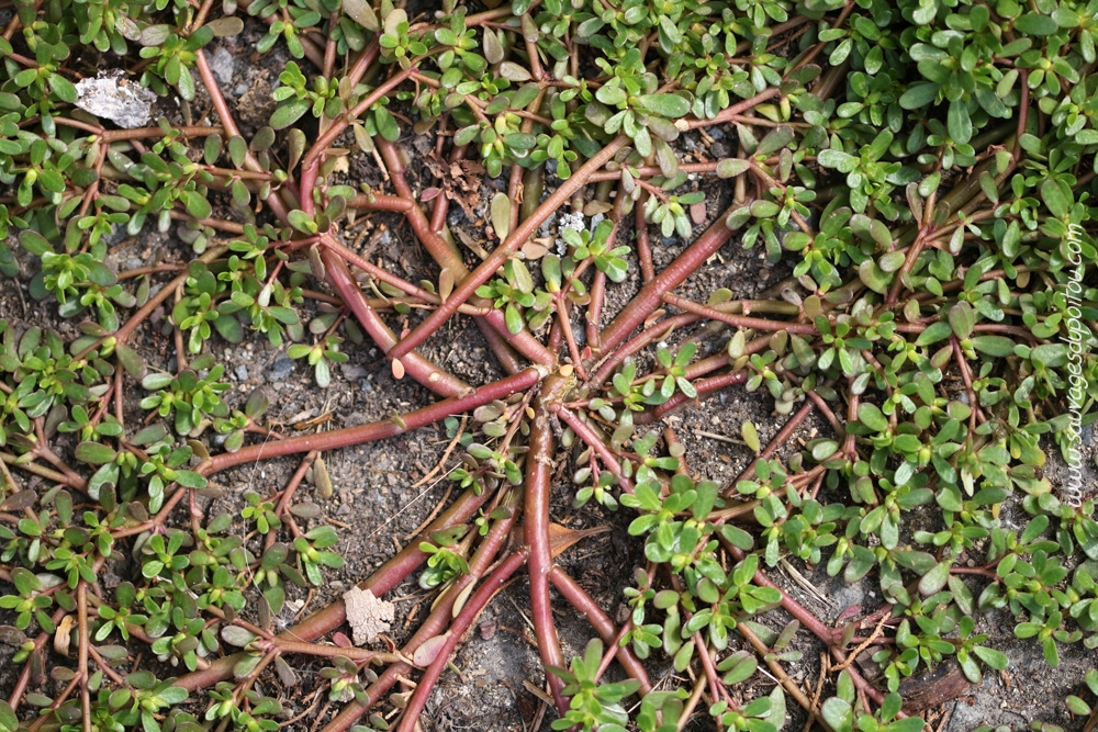 Portulaca sp, Pourpier, Poitiers Porte de Paris