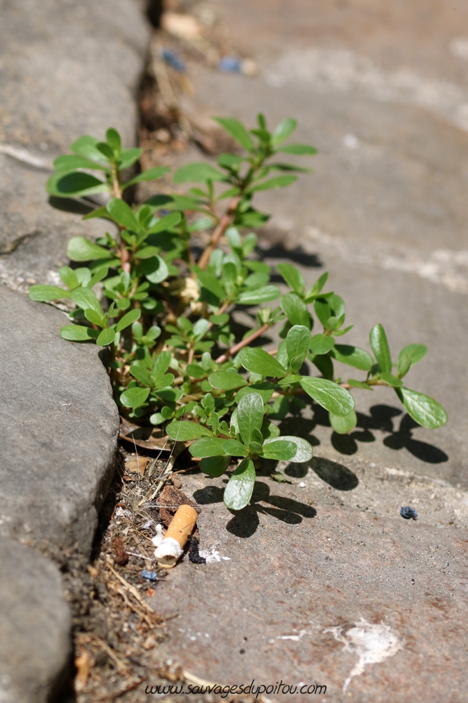 Portulaca sp, Pourpier, Poitiers place Charles de Gaulle