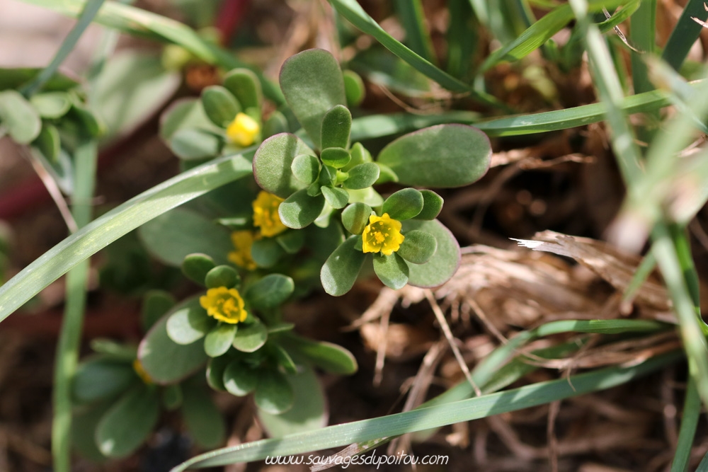 Portulaca sp, Pourpier, Saint-Auvent (87)