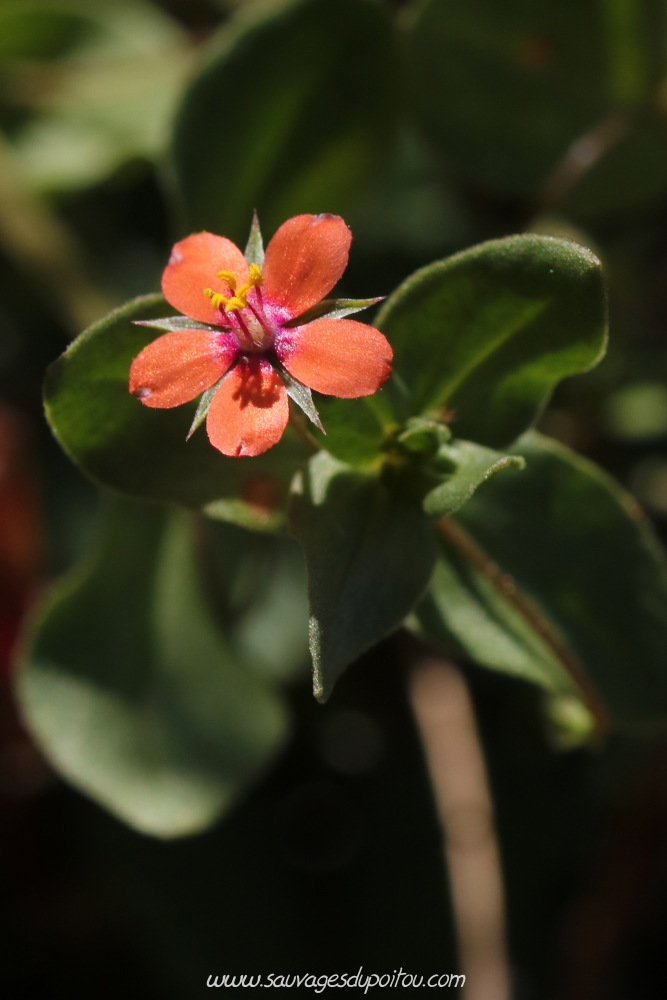 Anagallis arvensis, Mouron rouge, Biard (86)