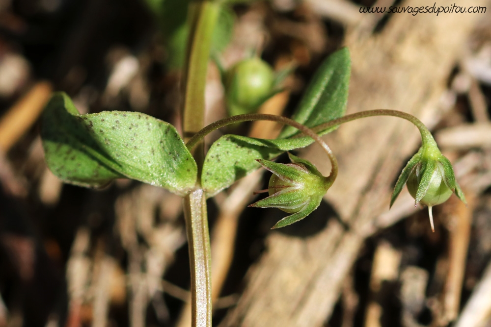 Anagallis arvensis, Mouron rouge, Biard (86)