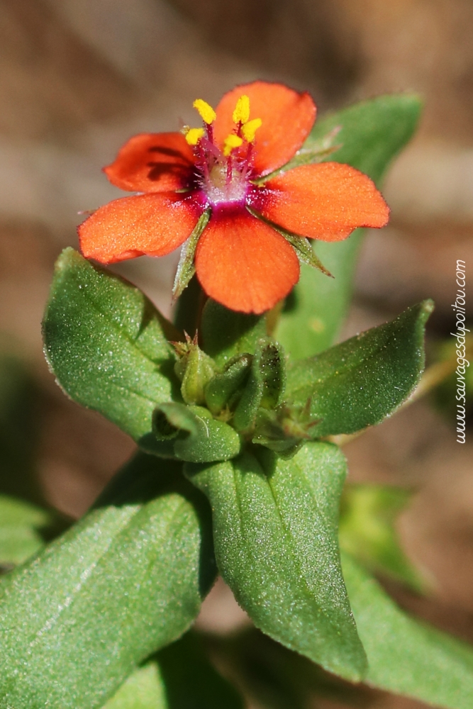 Anagallis arvensis, Mouron rouge, Biard (86)