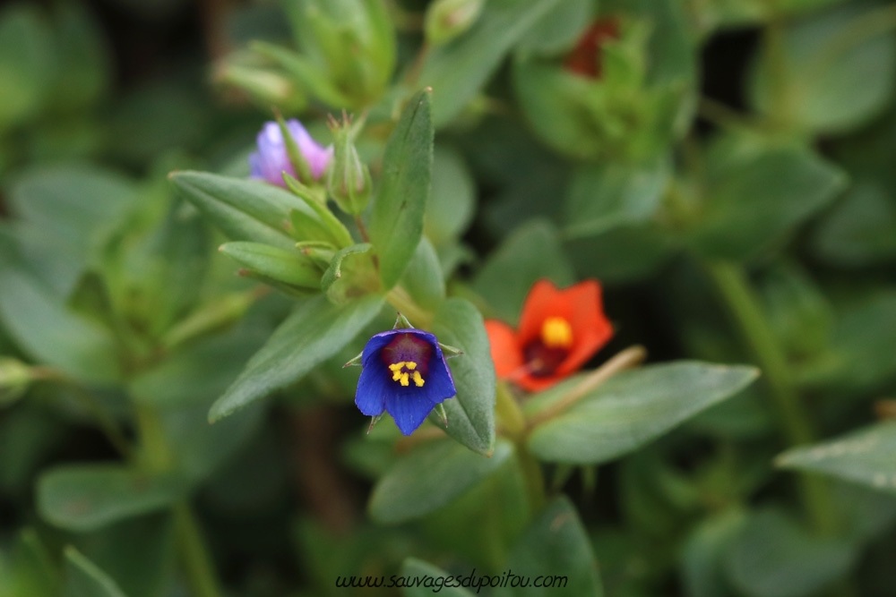 Anagallis arvensis, Mouron rouge, Beauvoir (86)