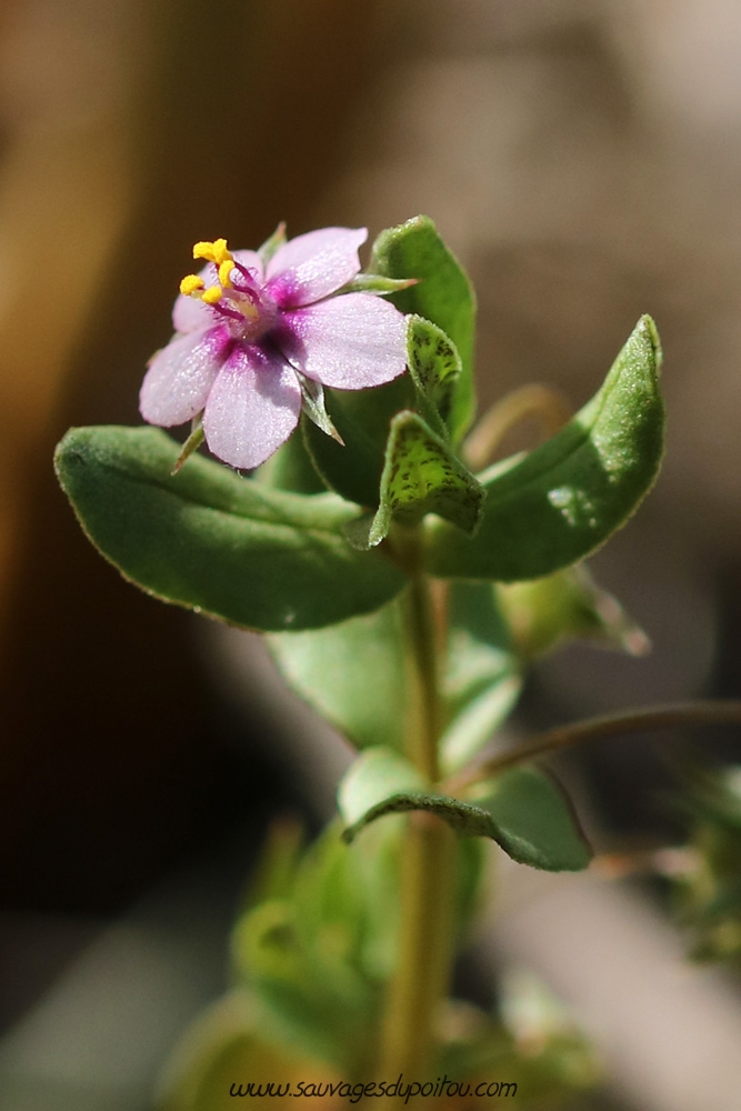 Anagallis arvensis, Mouron rouge, Biard (86)