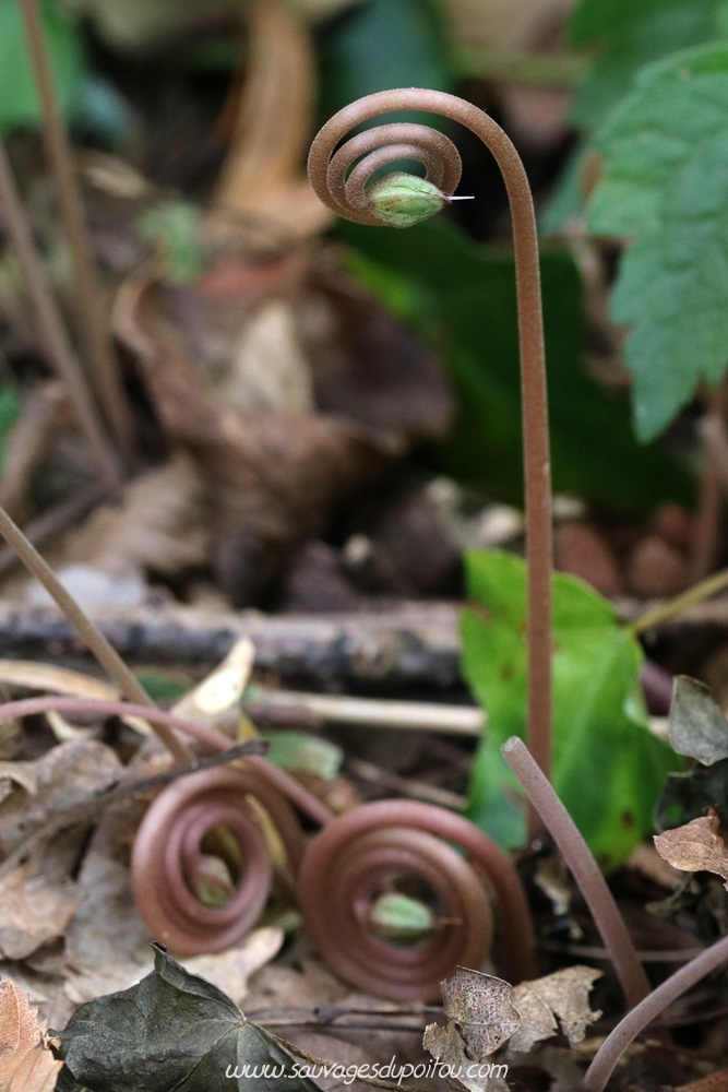 Cyclamen hederifolium, Cyclamen à feuille de lierre, Poitiers bords de Boivre