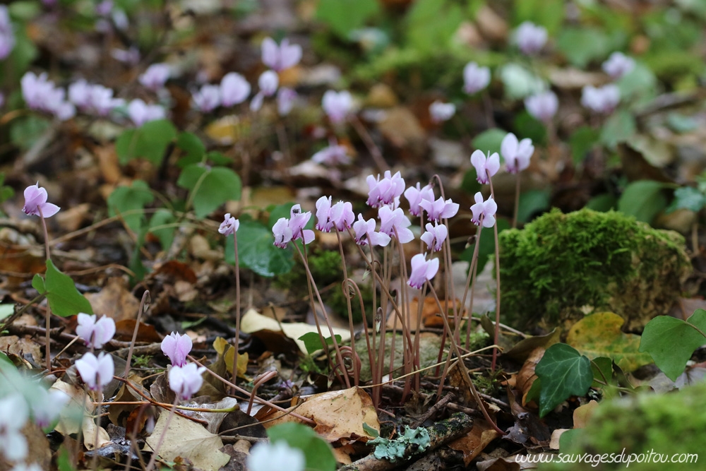 Cyclamen hederifolium, Cyclamen à feuille de lierre, Poitiers Bellejouanne