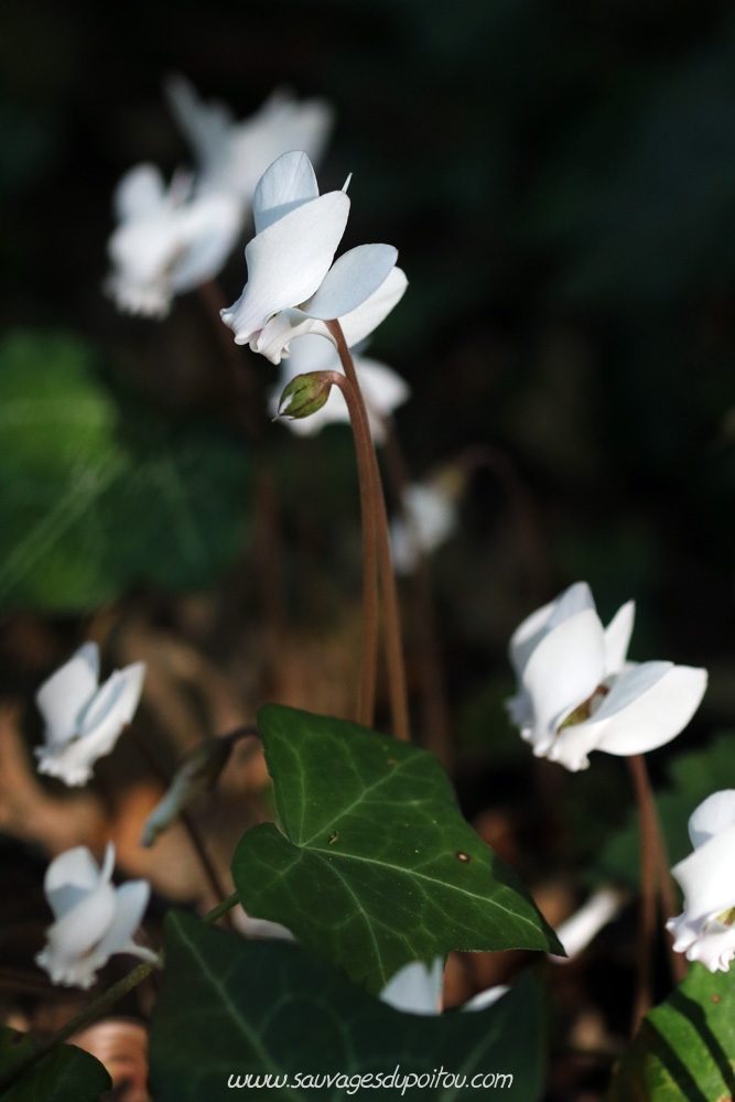Cyclamen hederifolium, Cyclamen à feuille de lierre, Poitiers bords de Boivre