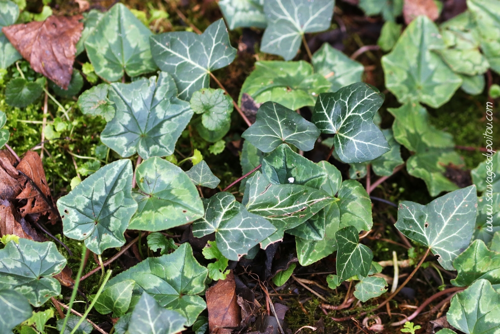 Cyclamen hederifolium, Cyclamen à feuille de lierre, Poitiers quartier Chilvert