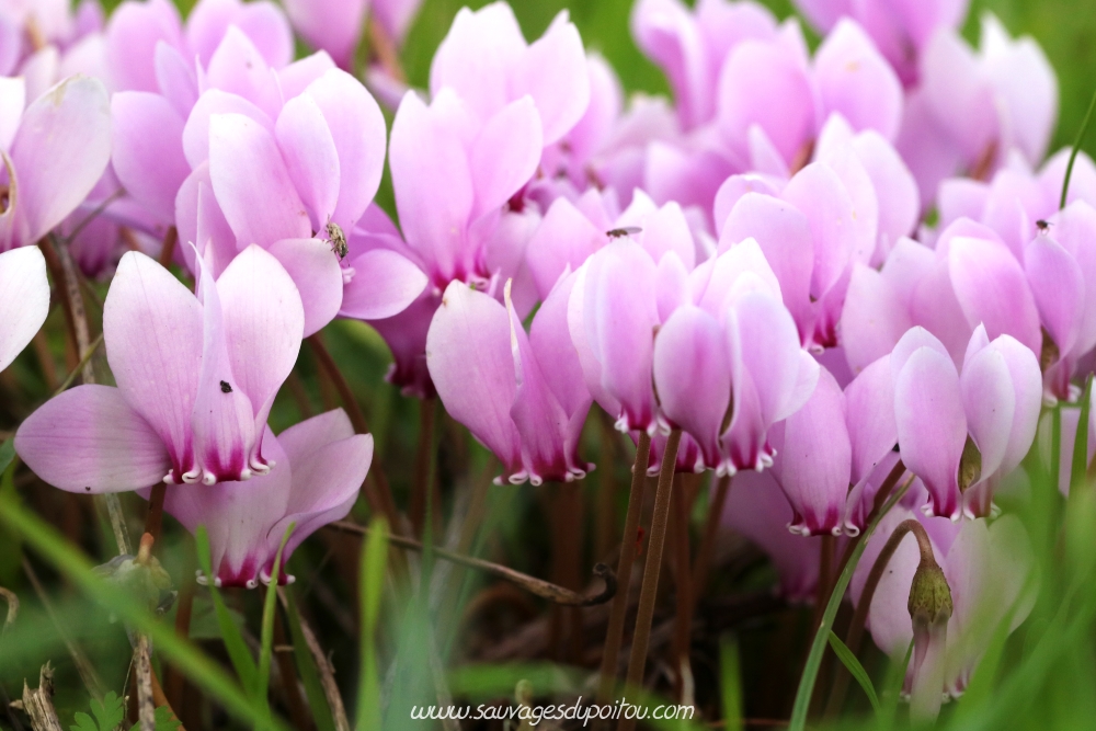 Cyclamen hederifolium, Cyclamen à feuille de lierre, Poitiers bords de Clain