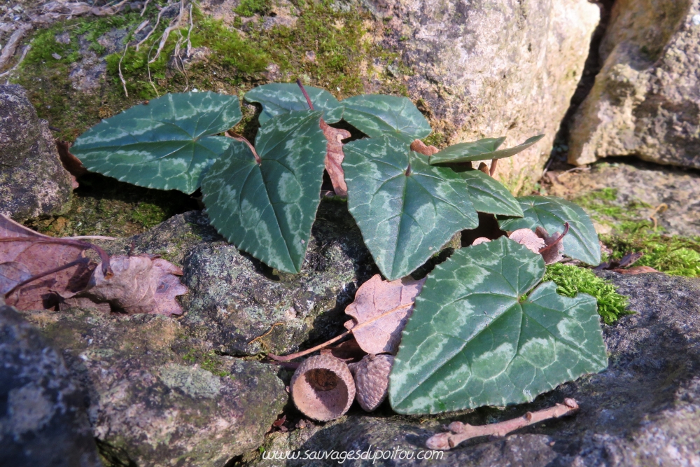 Cyclamen hederifolium, Cyclamen à feuille de lierre, Poitiers bords de Boivre