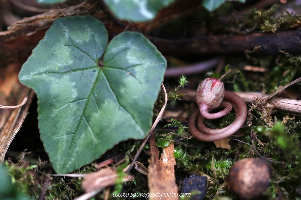 Cyclamen hederifolium, Cyclamen à feuille de lierre, Poitiers Chilvert