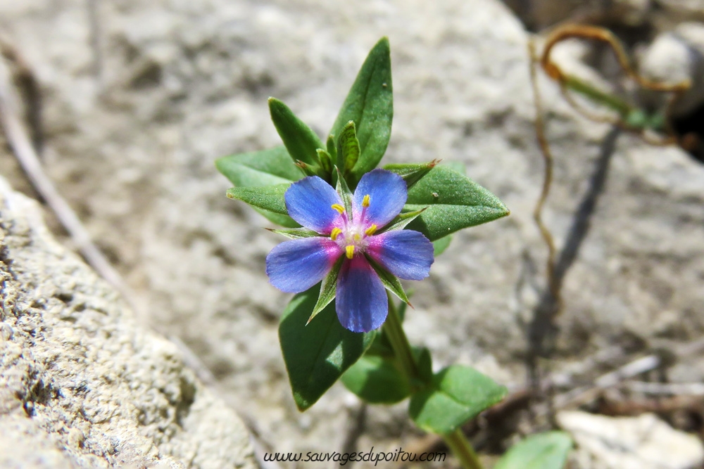 Anagallis foemina, Mouron femelle, Ensoulesse (86)
