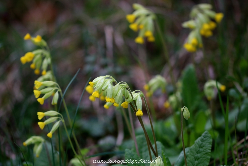 Primula veris, Primevère officinale, Poitiers Petit Mazay