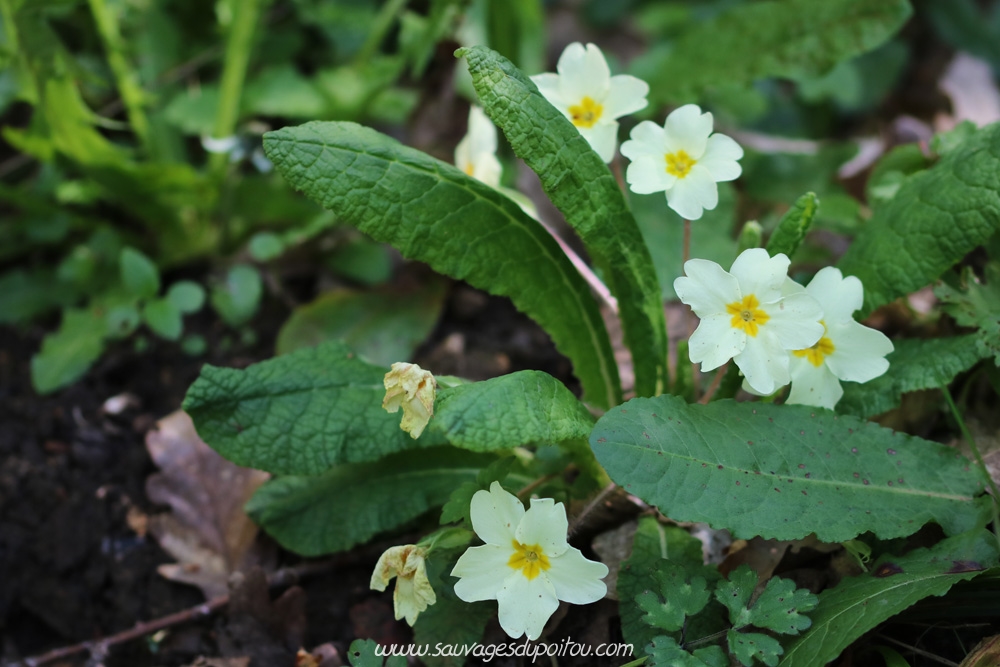 Primula vulgaris, Primevère acaule, Montreuil-Bonnin (86)