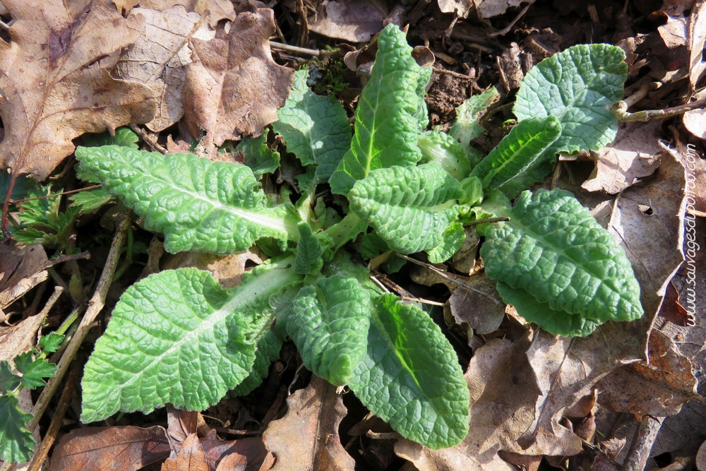 Primula vulgaris, Primevère acaule, Dagneux (01)