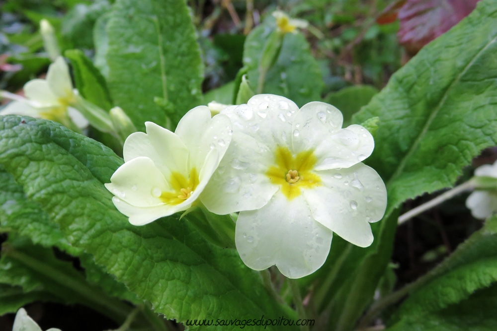 Primula vulgaris, Primevère acaule, Biard (86) bords de Boivre