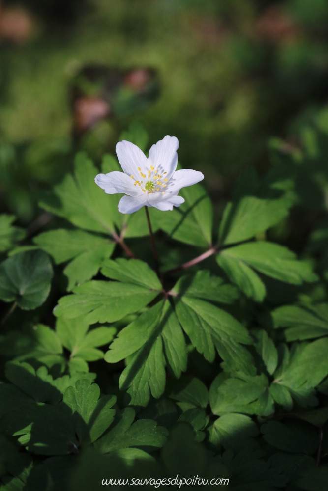 Anemone nomorosa, Anémone des bois, Persac (86)