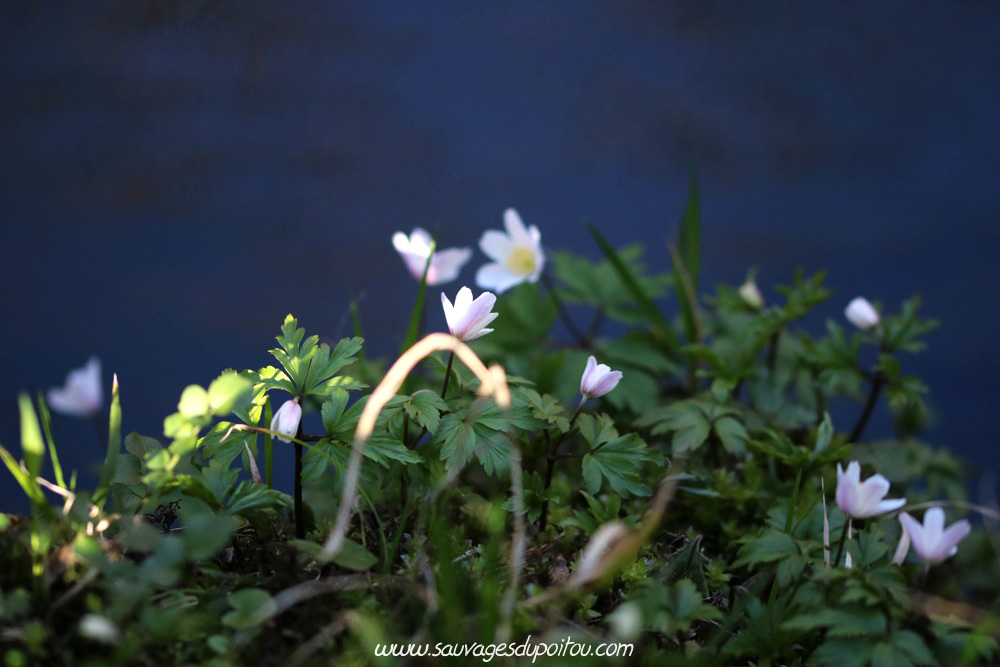 Anemone nomorosa, Anémone des bois, Persac (86)