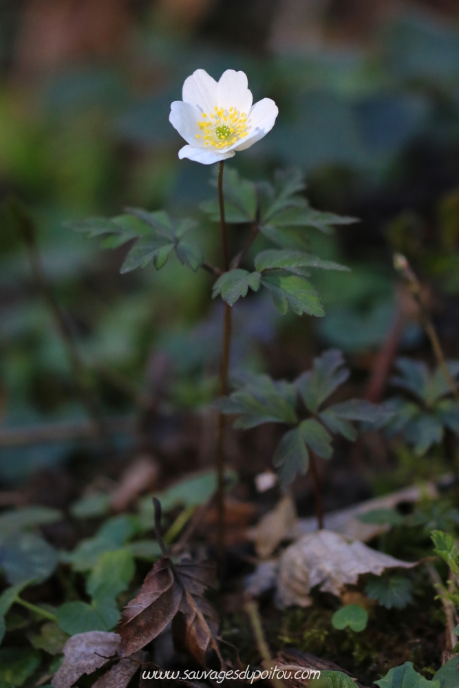 Anemone nomorosa, Anémone des bois, Persac (86)