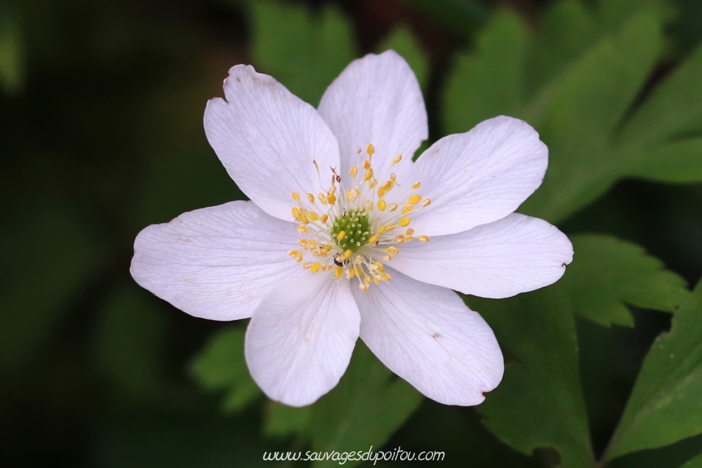 Anemone nomorosa, Anémone des bois, Biard (86) bords de Boivre