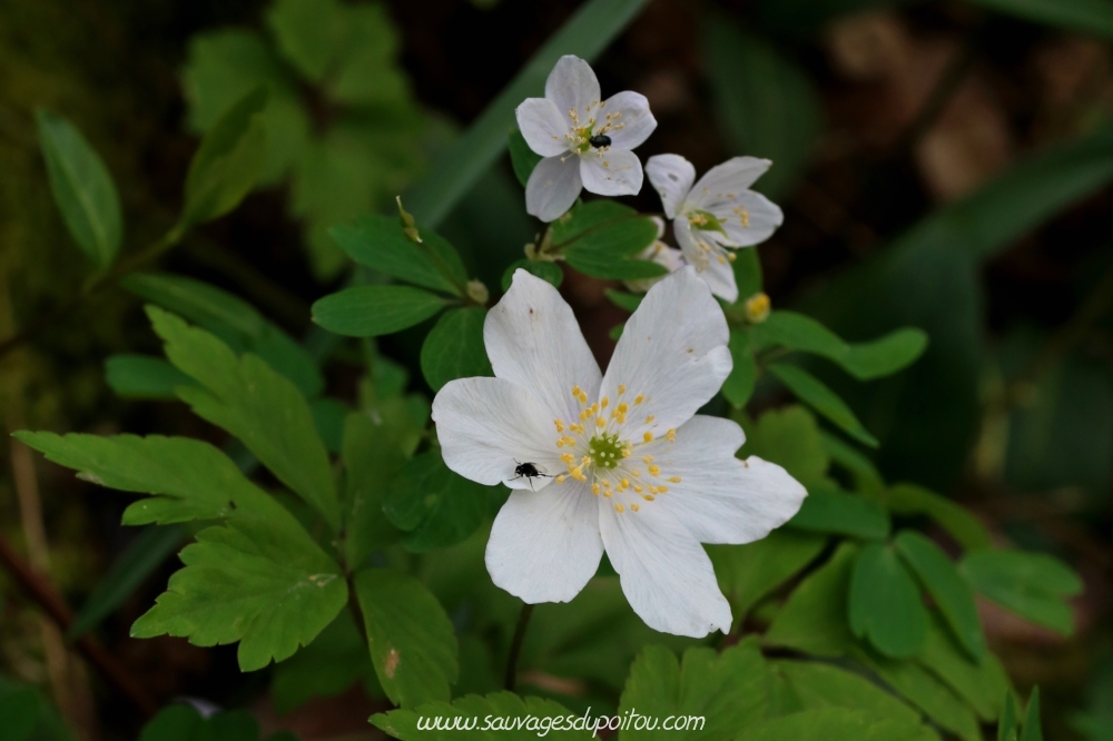 Anemone nomorosa et Isopyrum thalictroides Biard (86) bords de Boivre