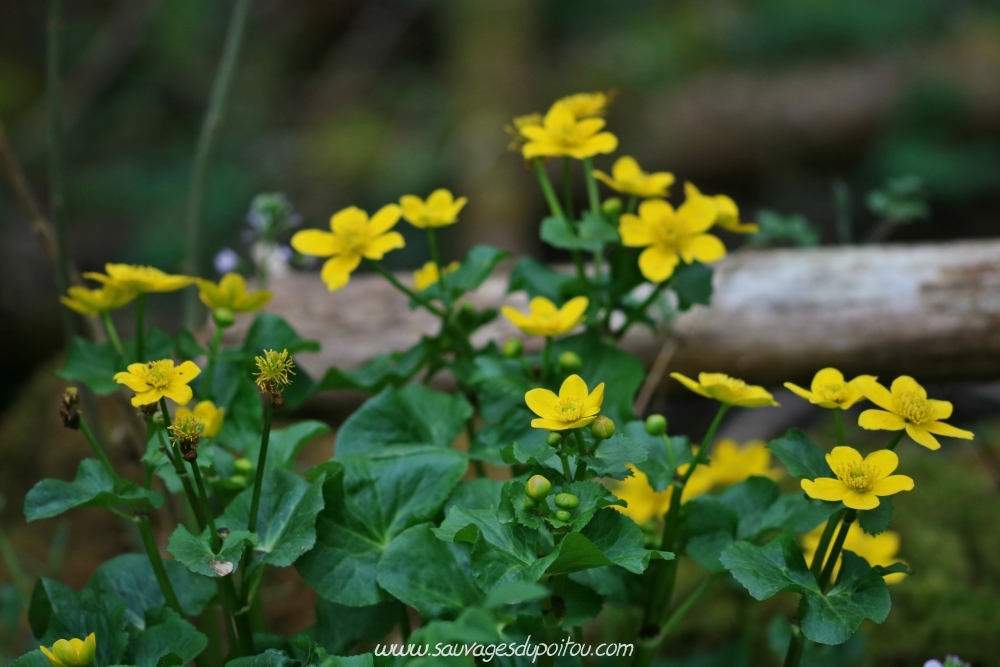 Caltha palustris, Populage des marais, Poitiers bords de Boivre