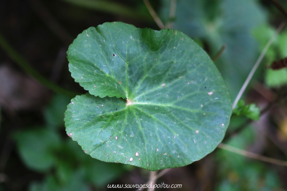 Caltha palustris, Populage des marais, Poitiers bords de Boivre