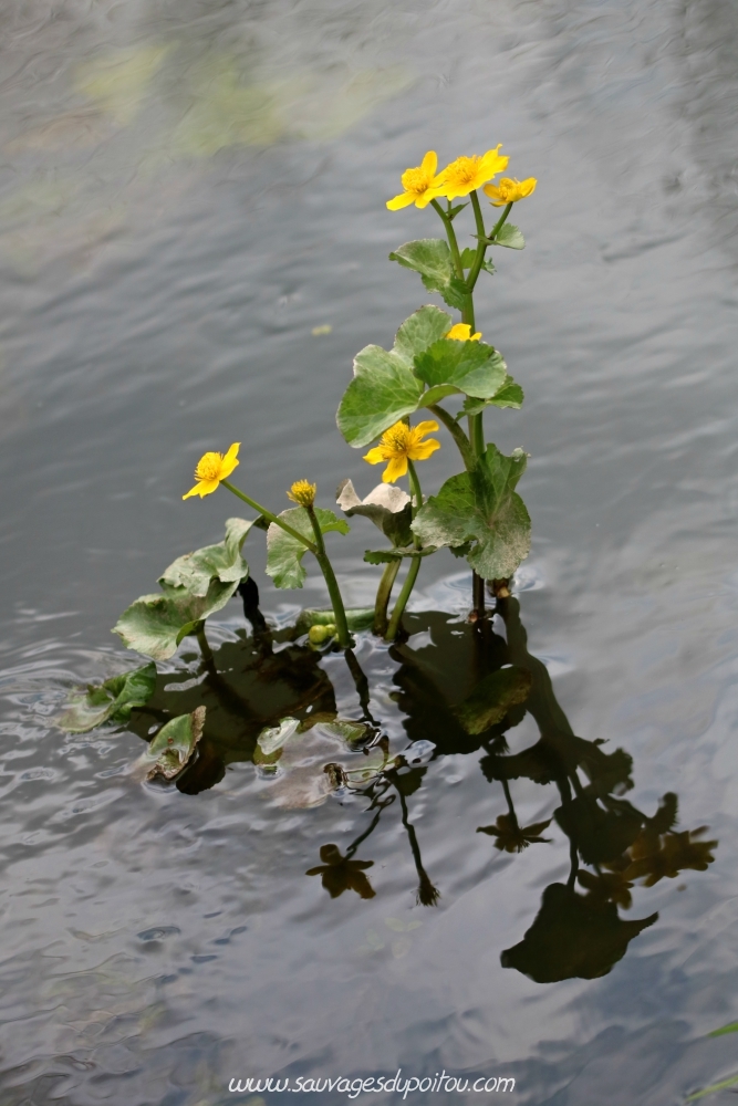 Caltha palustris, Populage des marais, Poitiers bords de Boivre