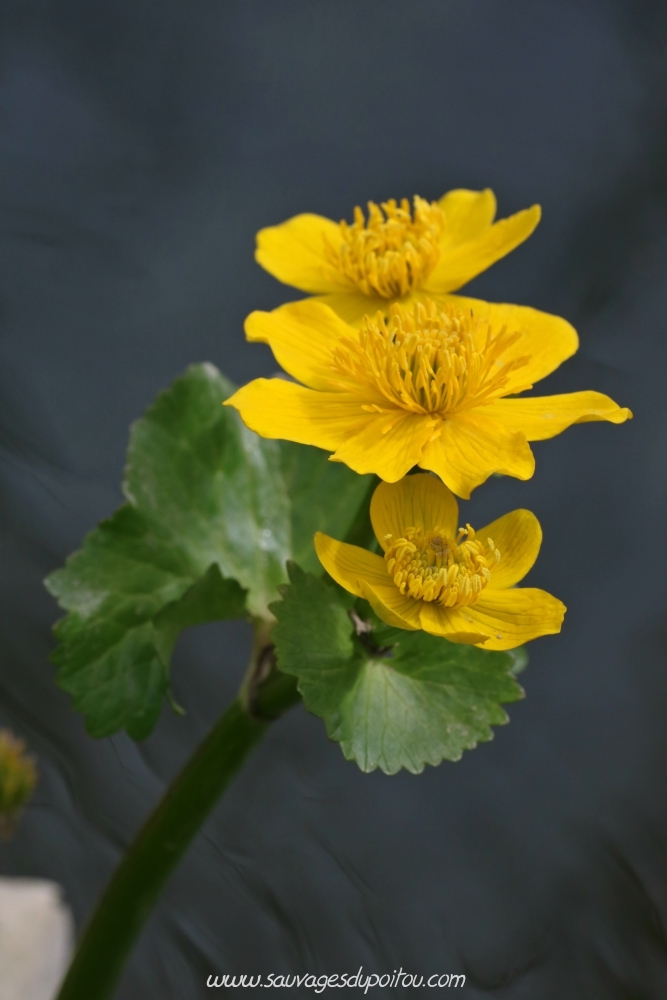 Caltha palustris, Populage des marais, Poitiers bords de Boivre